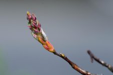spring sprouts4.jpg