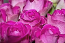 DSC_4502.jpg