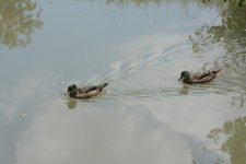 DSC_1485.JPG