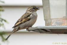 DSC_7938.JPG