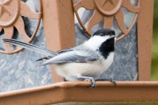 DSC_7944.JPG
