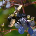 Bee3.jpg