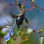 Bee2.jpg