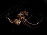 Spider2.jpg