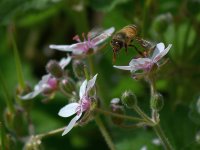 Bee2.jpg