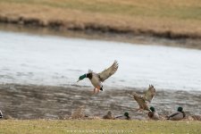 _DSC0543.jpg _DSC0543.jpg