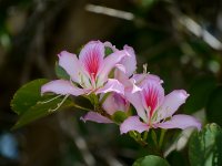 Bauhinia.jpg