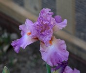 BeardedIris.jpg