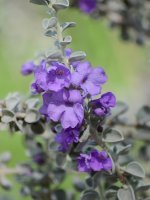 LavanderFlower.jpg