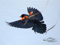 BlackBird8.jpg