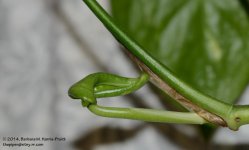 079 Pothos-140320_01.jpg