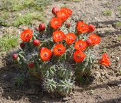 CactusFlower.jpg