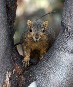 Squirrel.jpg