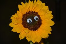 DSC_1533.jpg
