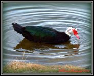 Red Faced Duck.jpg