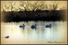 Three Pelicans.jpg