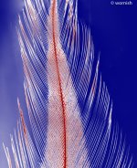 feather.jpg