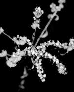 080 Goldenrod-140321_01.jpg