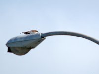 Hawk.jpg