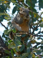 Squirrel.jpg