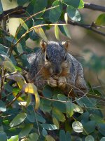 Squirrel2.jpg