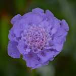 BlueFlower.jpg