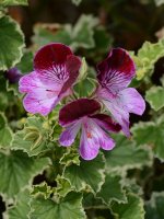 Geranium.jpg