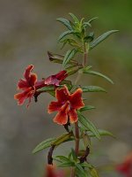 Mimulus.jpg