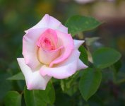 Rose.jpg