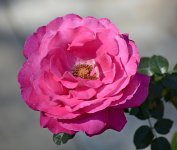 Rose2.jpg