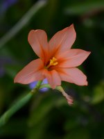 SalmonFlower.jpg