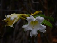 Grandiflora2.jpg
