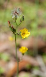 DSC_5595.jpg