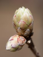 DSC_5599.jpg