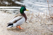 DSC_7985.JPG
