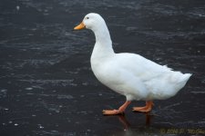 DSC_7992.JPG