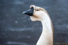 DSC_7991.JPG