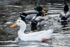 DSC_7993.JPG