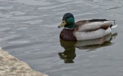 Mallard (1 of 1).jpg