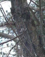 081 Chickadee-140322_01.jpg