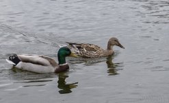 Duck Pair (1 of 1).jpg