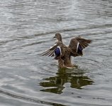 Duck Stretch (1 of 1).jpg