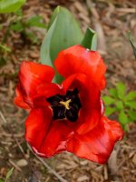 Tulip.jpg
