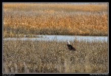 Day81Eagle.jpg
