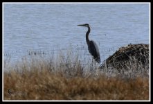 Day 81 Blue Heron.jpg