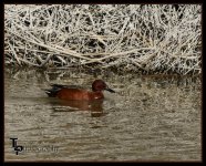 Day 81 Cinnamon Teal Duck.jpg