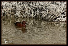 Day 81 Cinnamon Teall Duck 2.jpg