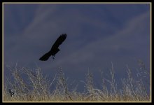 Day 81 red breasted black bird in flight.jpg