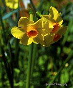DSC_4617.jpg