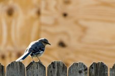 Day82-4.jpg